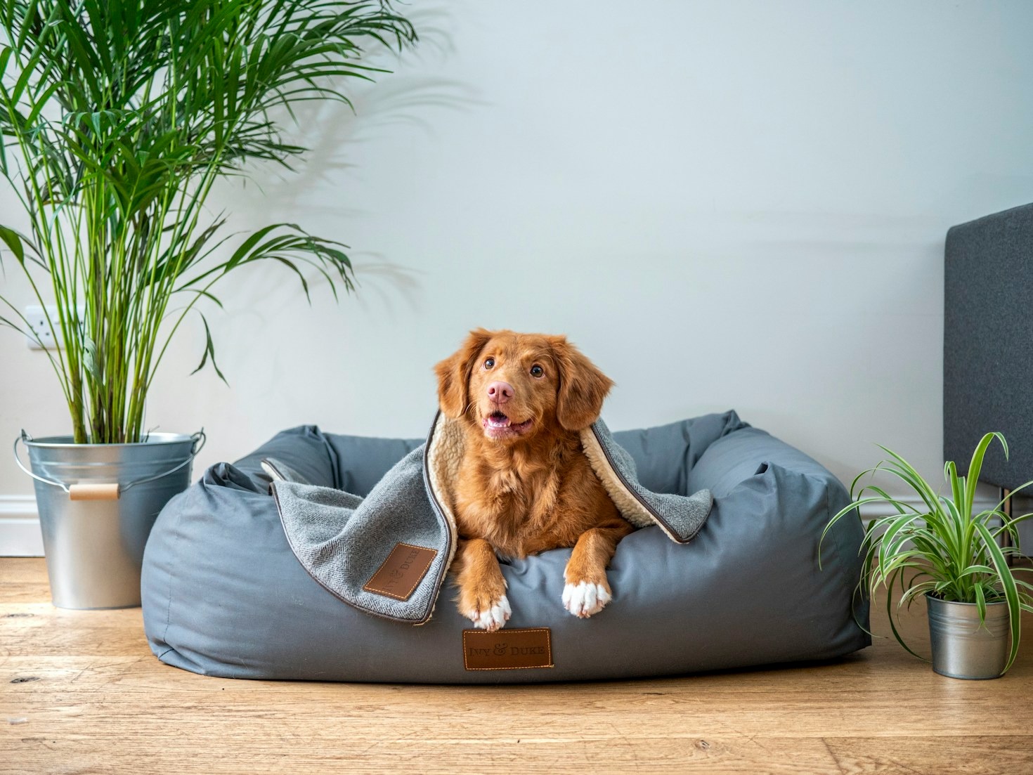 Understanding Your Dog’s Training Needs