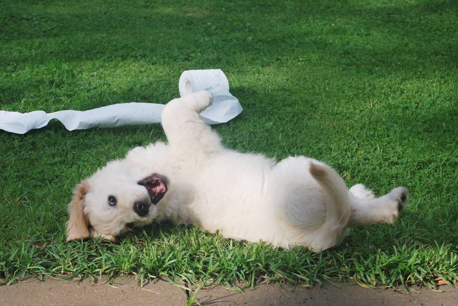 Building a Strong Bond with Your Pet