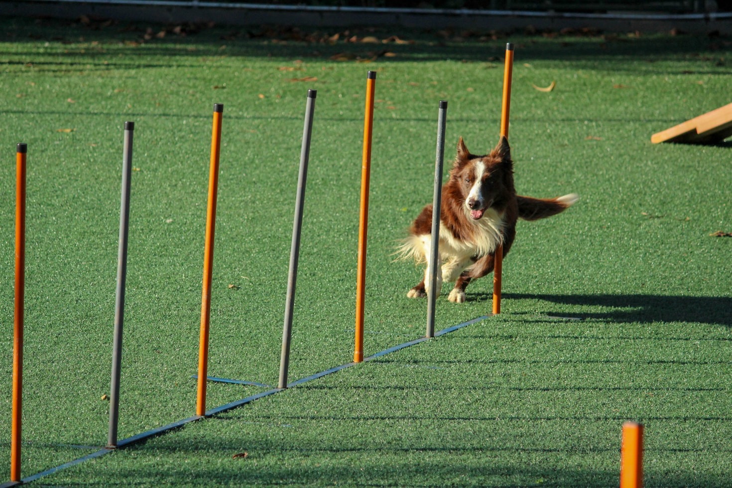Navigating the World of Dog Supplies